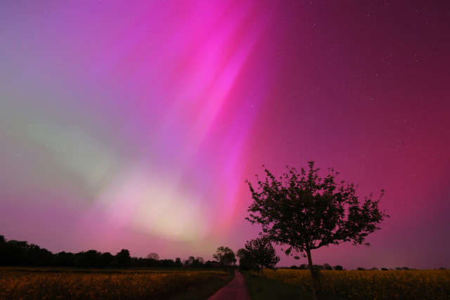 bright pink northern lights behind black silhouette of a tree