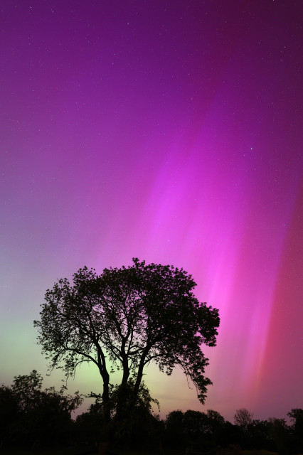 bright pink northern lights behind black silhouette of a tree