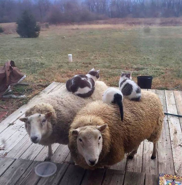 Two sheep have stepped onto a wooden deck and gaze at the camera. Inexplicably, black and white cats are resting on their woolly backs, one on the left sheep and two on the right.  