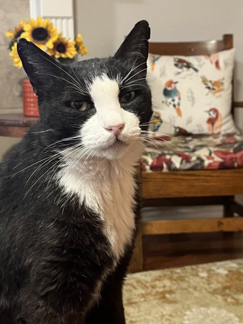 Black and white cat looking at the camera. A chair with a pillow made of bird print fabric is in the background.