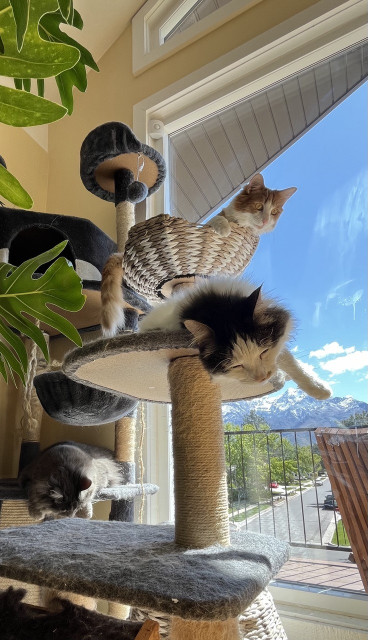 A cat tree in a window. There are three cats. Tiny Sir, at the top, is orange and white. Pika, in the middle, is black and white. Charlie, lurking in the shadows at the lower left, is a grey tabby. They are all rescues. Through the windows the mountains to the east are visible under a clear blue sky. 