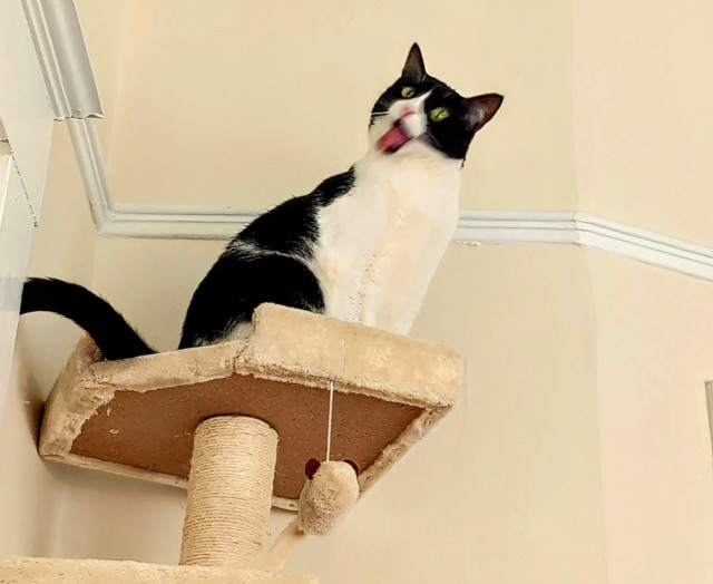 Black and white cat on top of a cat tower making a bizarre face. She might have been grooming herself and then cat.exe crashed.