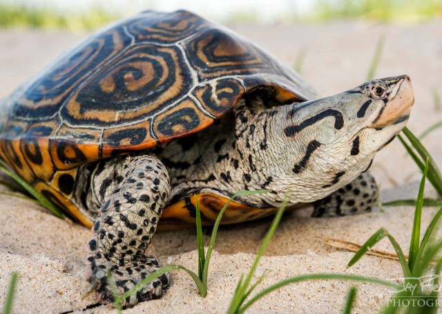 Photograph of an adult Diamondback Terrapin on a beach. It is a gorgeous aquatic turtle and its name comes from the concentric, diamond-shaped markings and grooves on the scutes (plates) of its carapace, which is mostly brown while the markings are black. Its skin is a light gray marked with black spots and blotches. It has large webbed feet, a squarish beak with strong jaws, and small eyes that are located near the tip of its nose. It is good to note that individuals very greatly in color and pattern, and no two diamondback terrapins are exactly alike.

(Photo credit: Jay Fleming Photography)