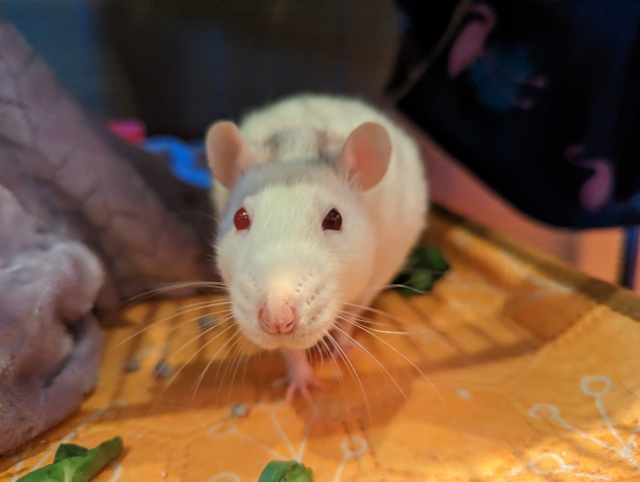 Alex, an albino rat, coming at the camera.