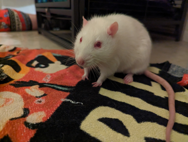 Quincy, an albino rat, ponders the nature of reality