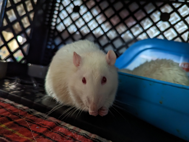 Lionel, an albino rat, munching on a morsel
