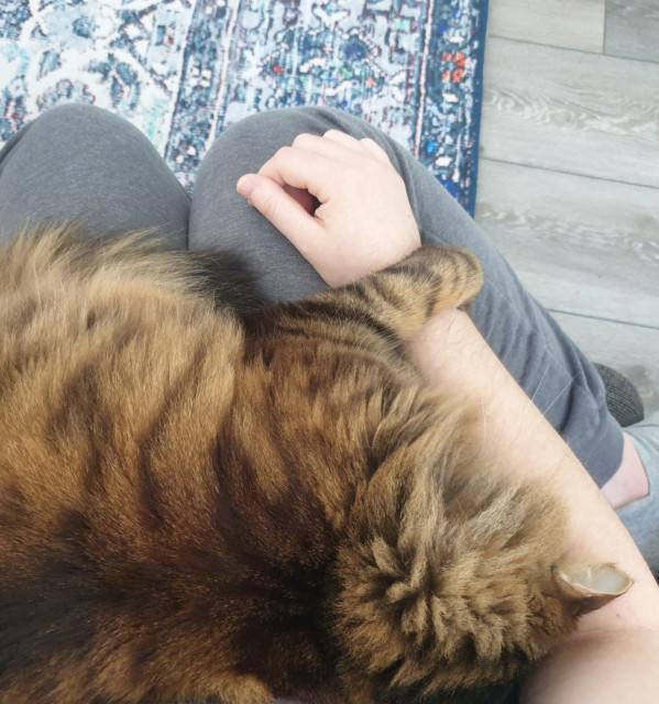 Fluffy brown tabby sleeping with his face in my elbow and one paw draped over my wrist. Seen from above, in an armchair.