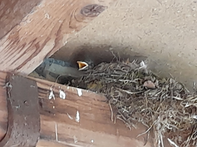 A chaotic-looking bird's nest on a wooden beam directly under the canopy. The yellow beak opening of a chick is visible. Under the beam is my door.
