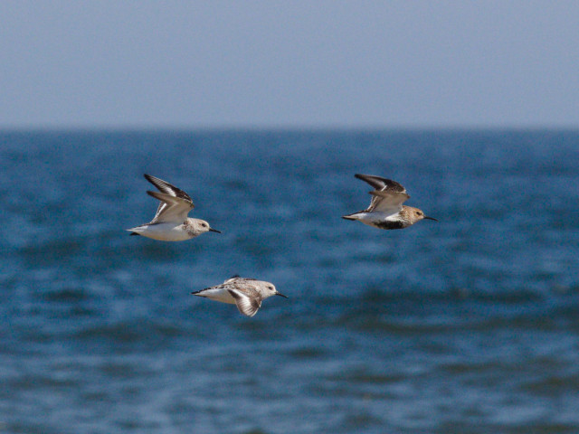 Two sanderlings and a dunelin fly over the sea. The birds are in sharp focus against the 1:2 sky:sea.
