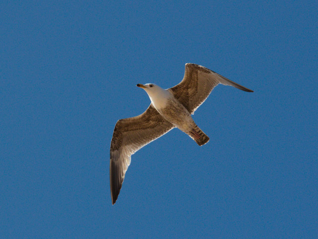 A young herring gull with mottled juvenile plumage flies overhead against a deep blue sky with its feathers backlit by the sun.