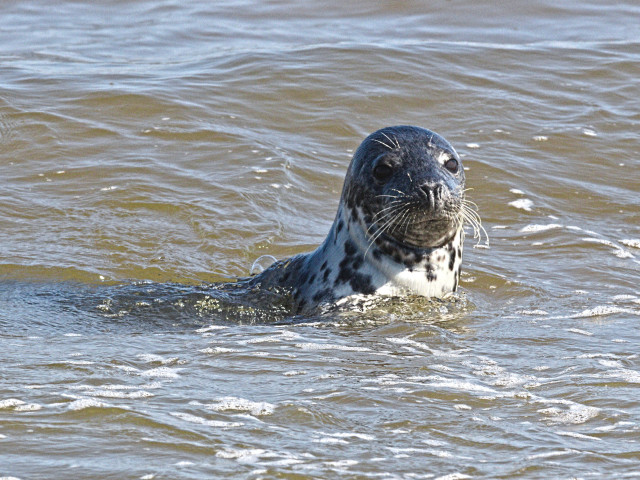 A sunlit seal, its head well above the water, looks inquisitively at the camera.