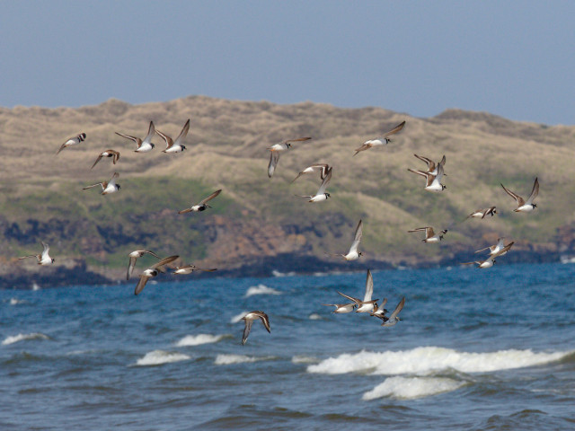 A flock of two dozen ringed plovers fly over the sea. The breaking waves beneath and the grass-covered dunes with blue sky are in the background.