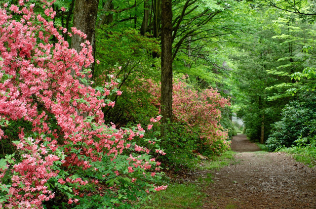 A walking path through a lush green forest with pink flowering shrubs along the side.