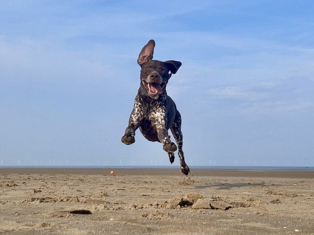 Dog leaping on a beach with ears flapping
