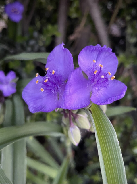 This is a picture of a Murasaki-colored Dayflower.
Three flat, dish-like petals make up one flower.
The center of the flower has fluffy downy hairs, from which several yellow pollen rods protrude.
The leaves are like a waterfall of long, thin stripes.