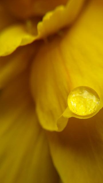 A single bead of dew on a yellow petal (either tulip or narcissus)