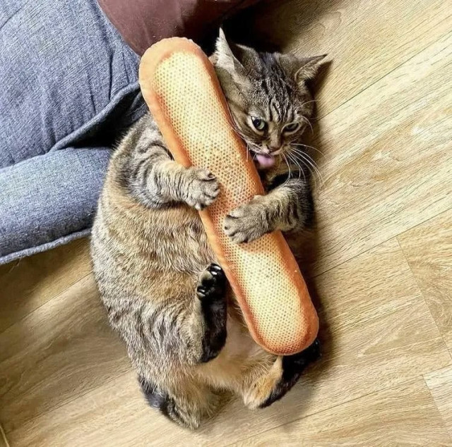 grey tabby kitten with its whole body curled around a baguette, which it is also licking