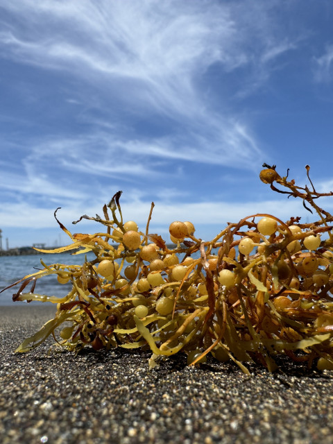 Seaweed washed up on the beach at Arguineguín, Gran Canaria, under blue skies with wispy cloud.
