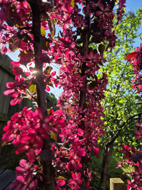 A small tree in late spring bursts into red flowers in a closeup view of the branches.

The sun, low in the sky behind the tree, is making the petals glow from reds to bright pink and behind this tree can be seen bright green leaves of another tree in the background.
