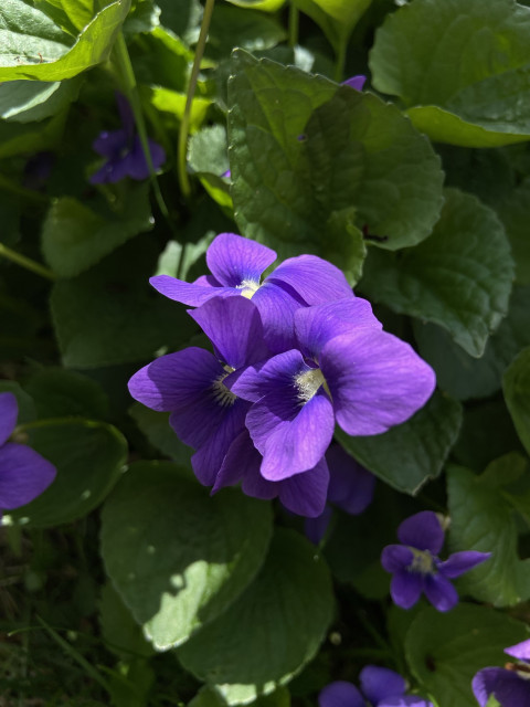 A cluster of three common violets, with two highlighted by afternoon sun and the third in the shade, surrounded by their own foliage which is similarly partly bright and partly shady. Each flower has deep blue-purple petals, with white hairs at the center. 