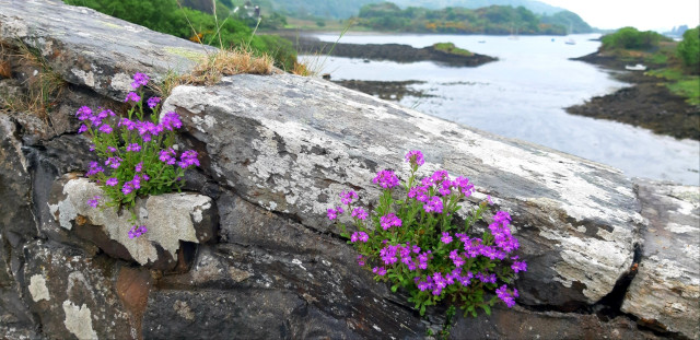 Erinus alpinus (Fairy foxgloves) growing among the stonework of the Clachan Bridge, Seil. The tide in Seil Sound is out.