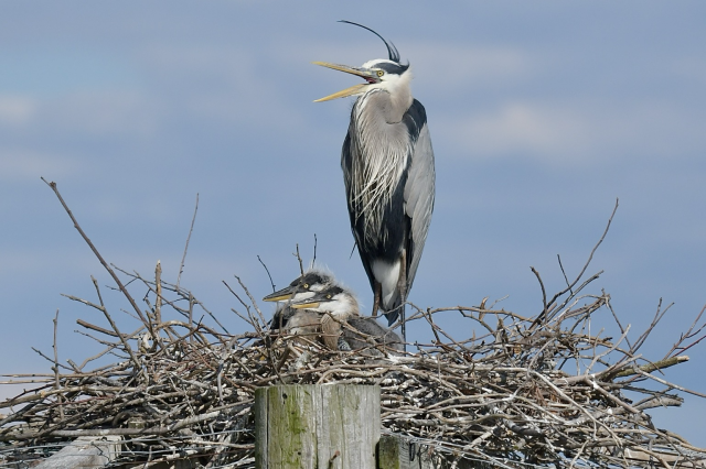Heron on the nest with 3 chicks 