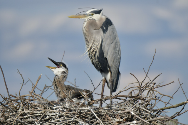 Heron and baby in the nest 