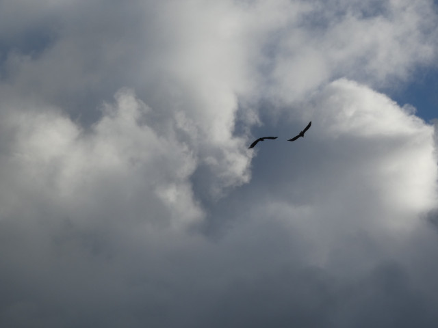 Two bald eagles soar in a sky of tumbled clouds.