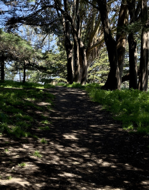 A dirt path in shadows on a sunny day. Dappled bits of sunlight come through, but the wide path is mostly darkened. Green grasses and small plants appear on either side of it. 
At a slight distance, we see tall cypress pines at the edge of the path and overhanging it. They are catching more of the sunlight, but parts are also in shadow. 

A swing consisting of a flat board is held up by ropes going up and fastening it to one of the trees. Pale blue skies and more trees in the sunshine are seen further down the path.