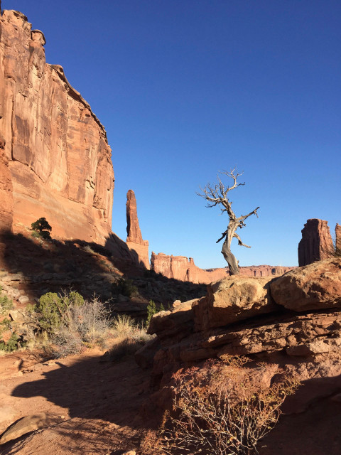 Ancient tree among ancient red rocks; the sky is unbelievably blue. 