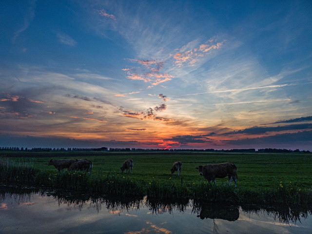A colourful sunset with light cloud and reds, blues, and whites. The sun has just set and there are some cows in the field in the foreground.