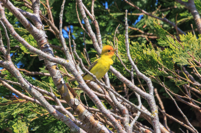 A Western tanager perches in a jumble of cypress branches near the top of the tree. The bird's underparts are bright yellow, and their head is orange.