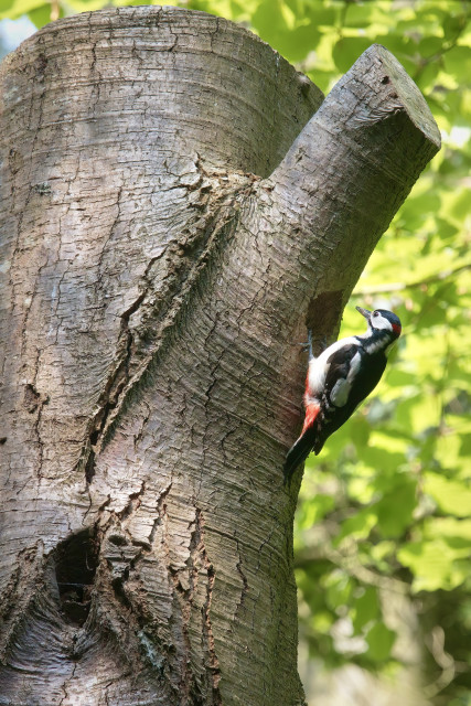 Male Greater Spotted Woodpecker 