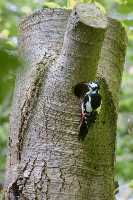 Female Greater Spotted Woodpecker 