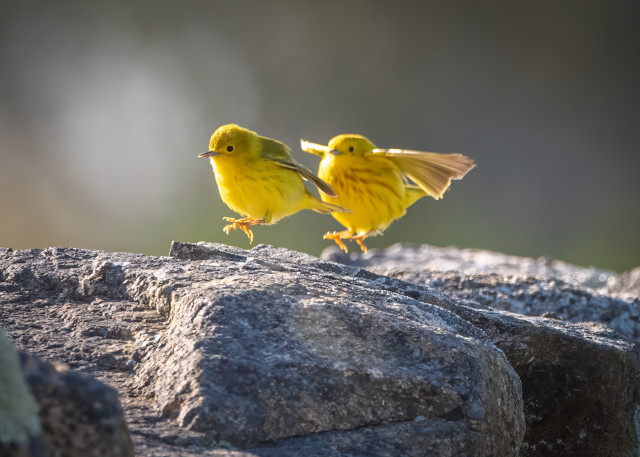 A photograph of two yellow warblers, both in the air just above a stone wall. 