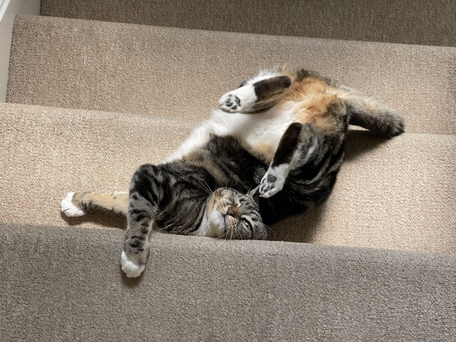 Phoebe the cat is an almost impossibly tangled position on the stairs. Her front legs are crossed! She’s using the claws of the right front leg to hang on to the staircase as the rest of her body is upside down! She has the goofiest of expressions on her face!