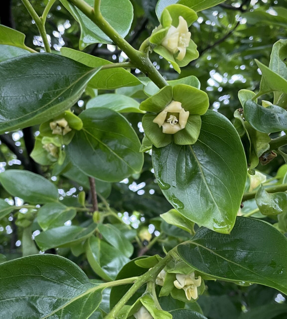 This is a picture of a persimmon tree in the rain.
On top of a large fruit stem, small white flowers are blooming in the rain. They are wet and curled up.
Looking at the fruit stem, we can imagine that these flowers will eventually become sweet persimmon fruit. The leaves of the persimmon are deep green and oval shaped.