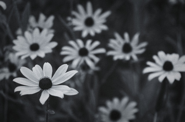 A cluster of wild-growing daisies fills the frame. The photo is monochrome with a cool tint and a healthy dose of grain, giving a Monday-morning feel to the image.