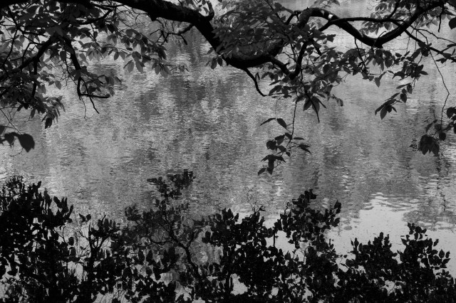 Black and white image of a tree branch hanging over water. The leaves are reflected in the shimmering water below.