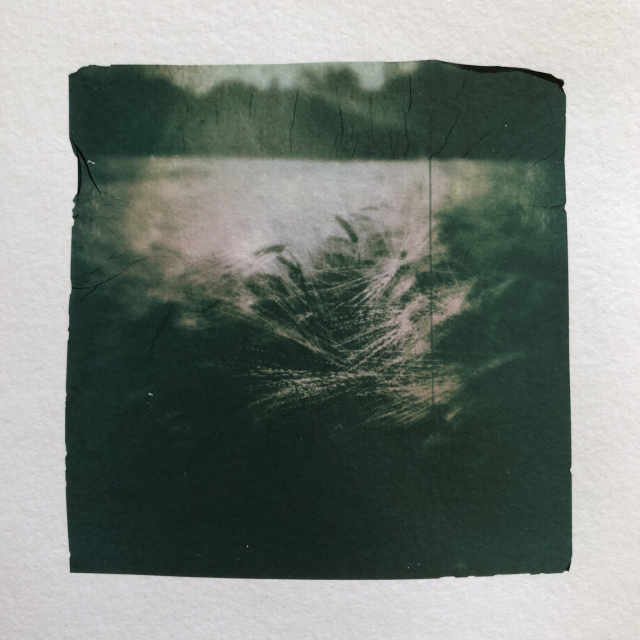 Dark and blurry photo of a wheat field in the sun. Polaroid emulsion lift.