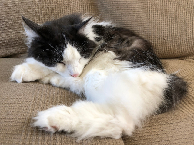 a long-haired, very floofy black and white cat with a very pinky nose is asleep on a sofa (which is covered by a brown woven-cotton cover). there is enough floof to go around, don't you worry.
