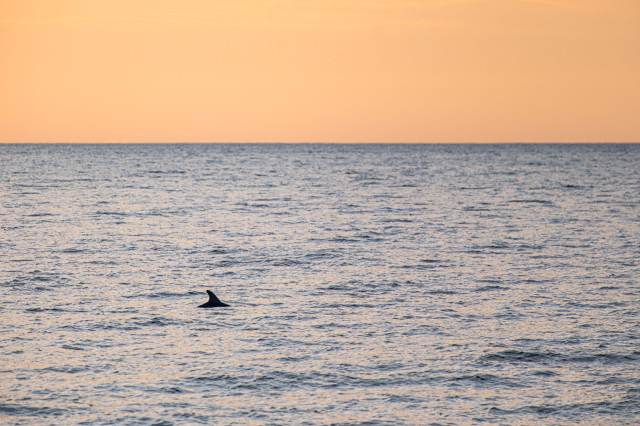 Zwei Drittel des Bildes sind Meer. Das obere Drittel ist Himmel, orange durch den Sonnenuntergang gefärbt. Im unteren Drittel sieht man die Rückenflosse eines Delfins aus dem Wasser stehen.