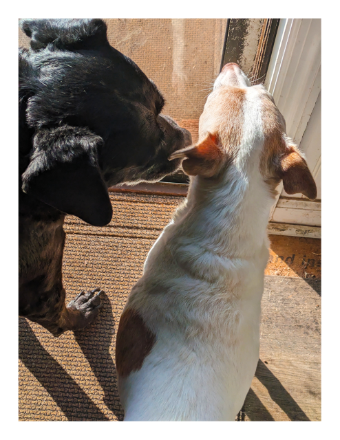 sunny morning. high-angle view in front of a glass sliding door to the outside. a black lab/pitty appears to sniff the mouth of a much smaller terrier with white coat and brown markings who has visibly pulled away, 