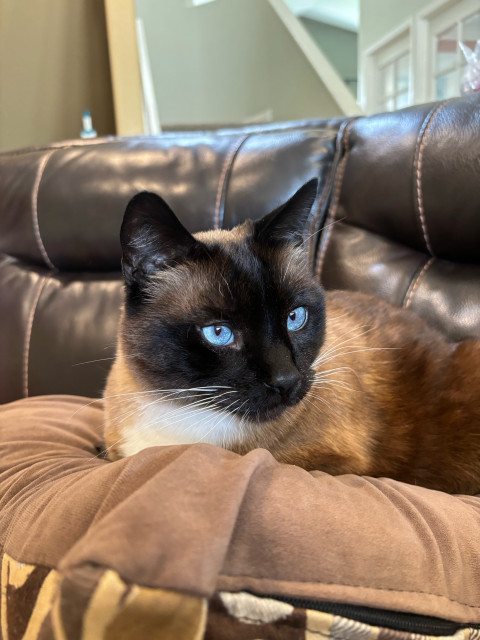 Siamese cat on a pillow with bright blue eyes