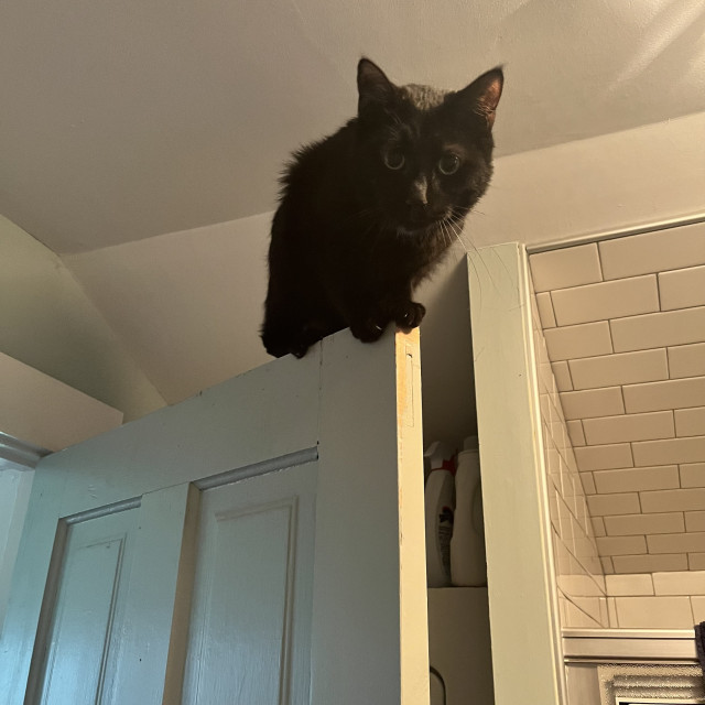 a black cat sits perched on top of the top corner of a door, peering down at us
