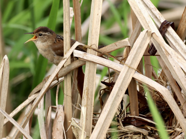 A marsh wren singing with it's yellowish beak wide open, perched on some marsh grass just above a nest it is building, visible in the lower right of the photo. It's buff brown, with black and white speckle patches on its back, light brown cream colors breast. Very cute.