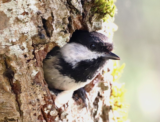A small bird with a black head and beak and white patch under its eye. It's head and upper body are poking out of a round hole in a tree with gnarly bark and some moss.