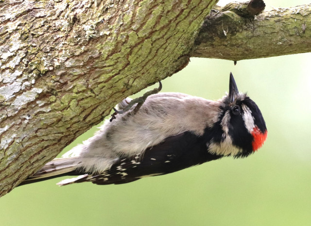 A downy woodpecker upside down while clinging to a tree limb, red patch on the back of its head, which indicates it is a male. It has a white-gray breast, mostly black on its back with white speckles.