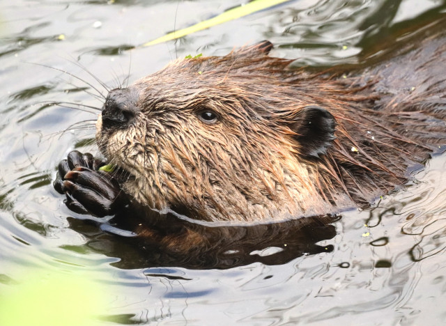 A rusty brown beaver, a close=up of its head with its cute little hands to its mouth eating some green vegetation. Long whiskers and black nose, absolutely adorable.