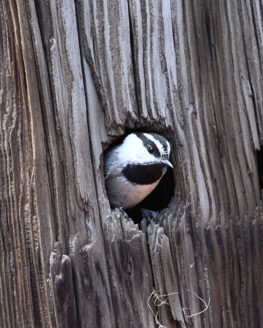 A Mountain Chickadee peers out from a hole in an old wood fencepost. The bird's head is white with black eye stripes and crest. The neck and chin are also black on this otherwise white bird.